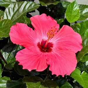 Meet your Posher, Beverly